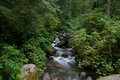 Stream