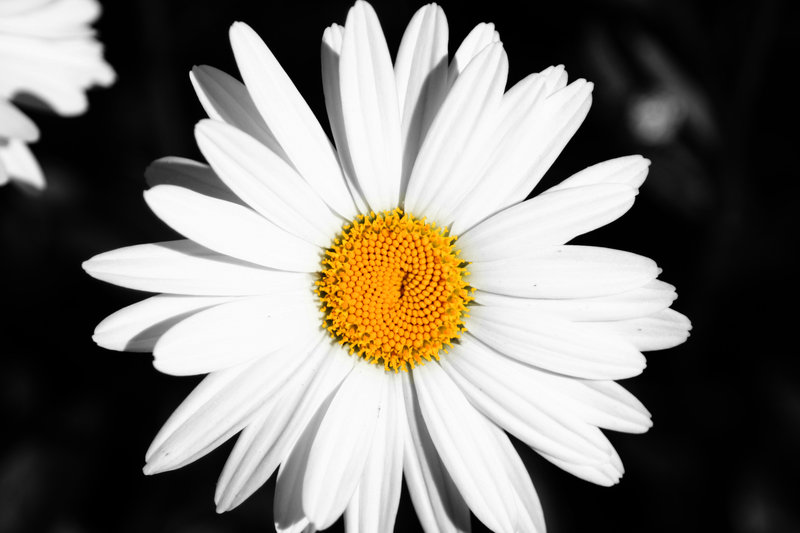 Daisy