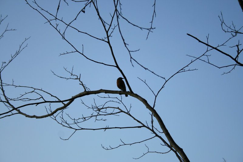 Robin in Tree