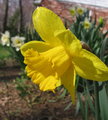 Daffodil 1