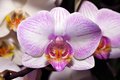 White and Pink Orchid