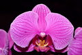 Pink Orchid