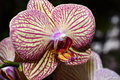 Cool Orchid 