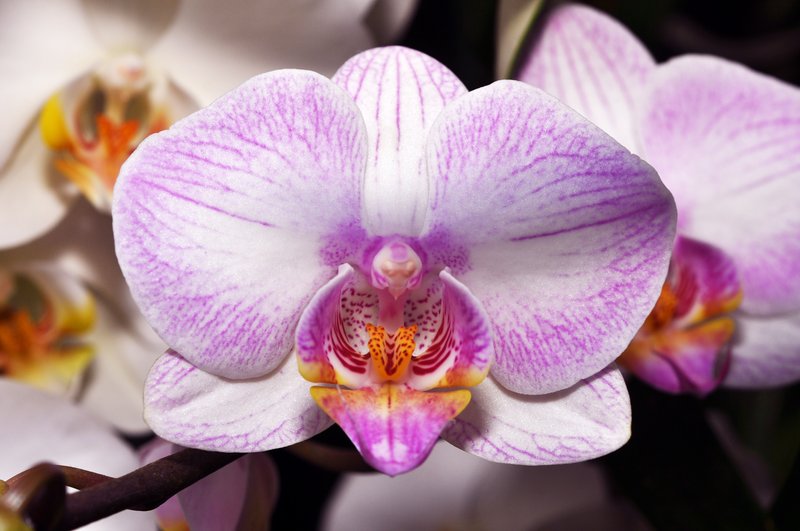 White and Pink Orchid
