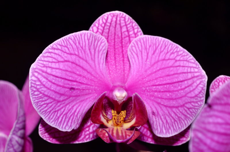 Pink Orchid