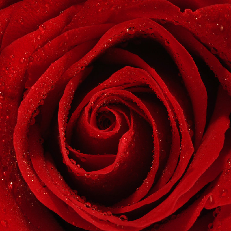 Red Rose