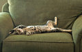 2008 May Cats Dobby2.jpg