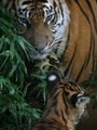 Mother and Child