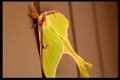 Color Moth