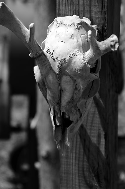 Deer Skull