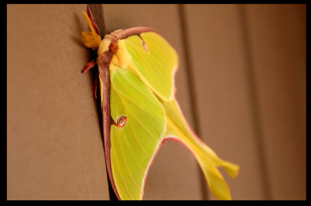 Color Moth