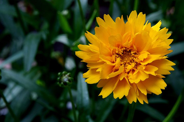 Chars Flowers May 12 09 14.jpg