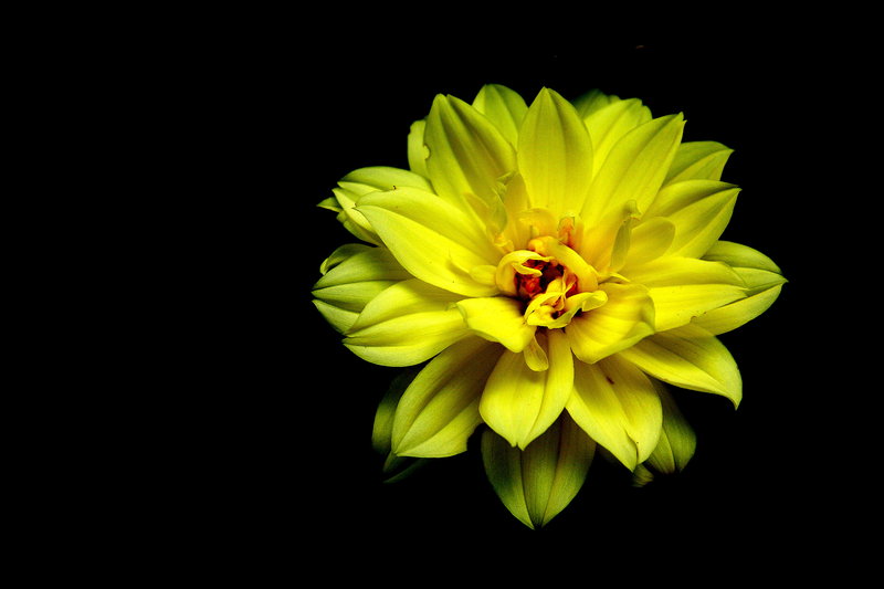 A flower for Patio