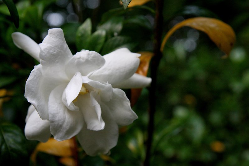 Heavens Scent