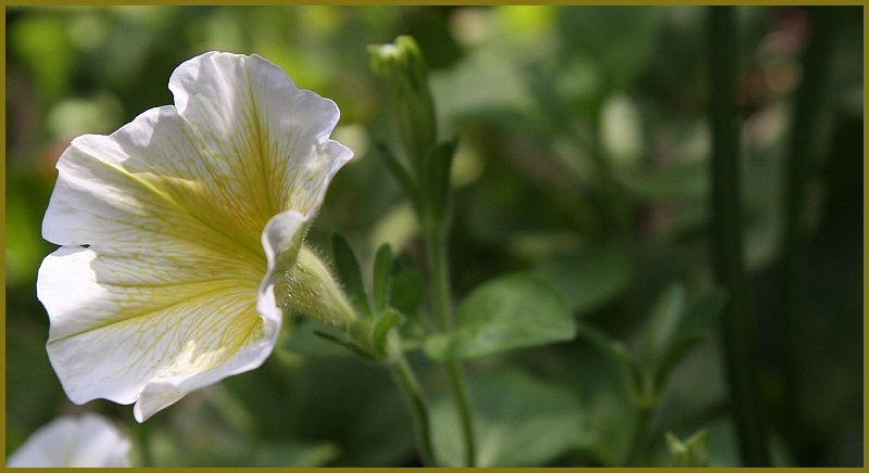Just a pretty day for a Petunia