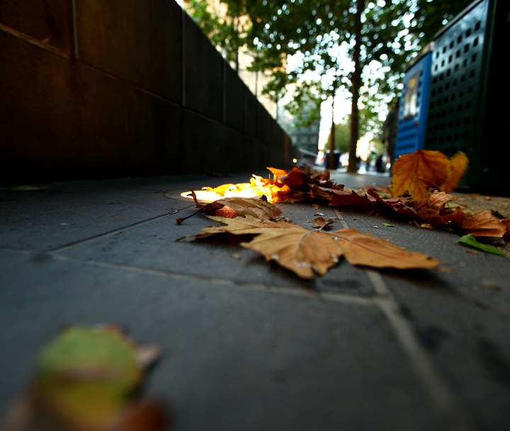 leaves small.JPG