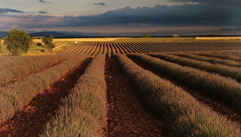 Valensole Lavender (72)