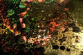 cdream-cave.2op.jpg
