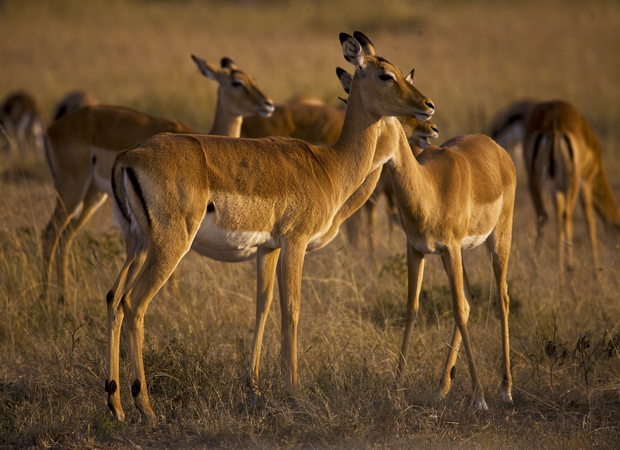 Early morning impala