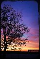 tree1.jpg