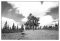 halftree.jpg
