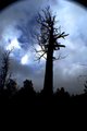 treezezz.jpg