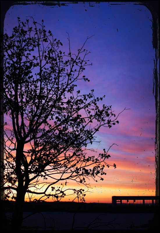 tree1.jpg