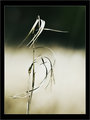 reeds copy.jpg