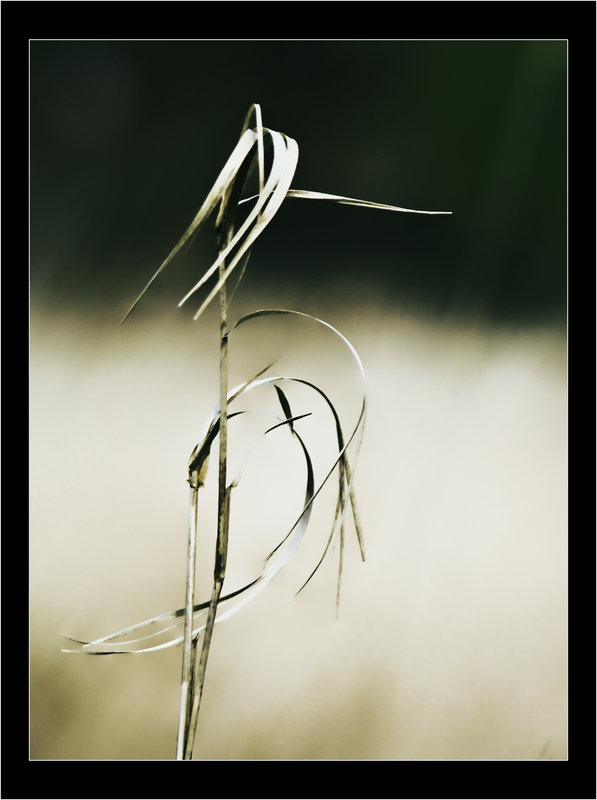 reeds copy.jpg