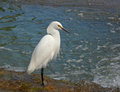 Snowy Egret