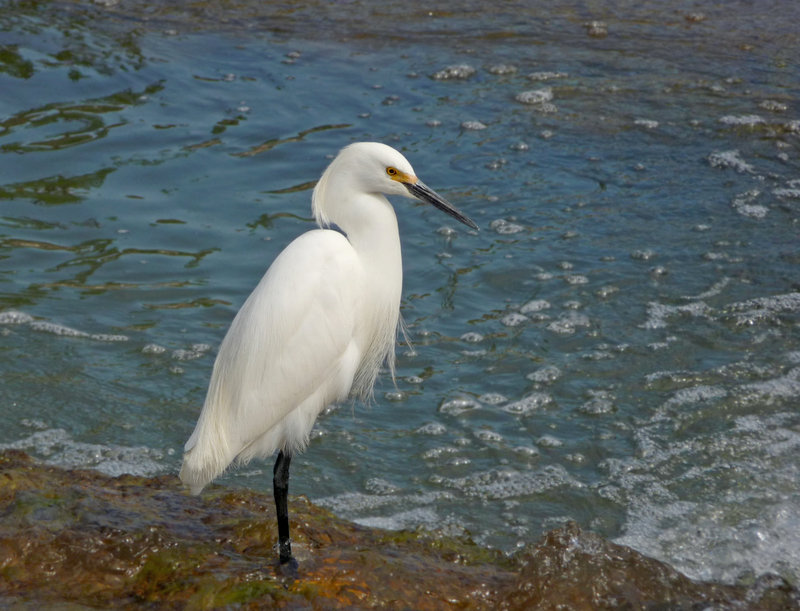 Snowy Egret