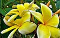 frangipani.jpg