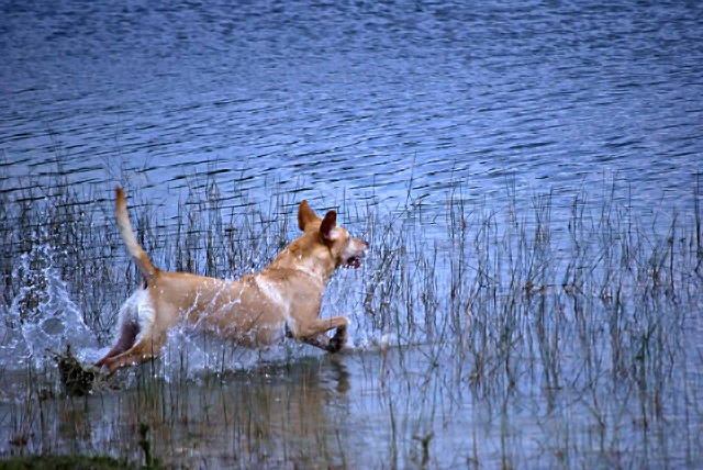 water dog .jpg