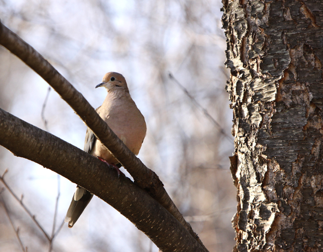 Mourning Dove
