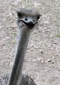 ostrichhead.jpg