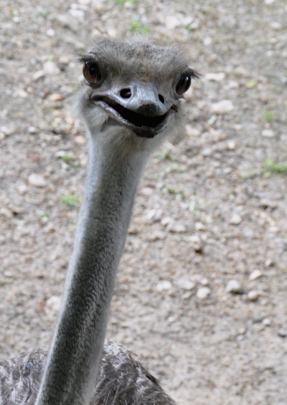 ostrichhead.jpg