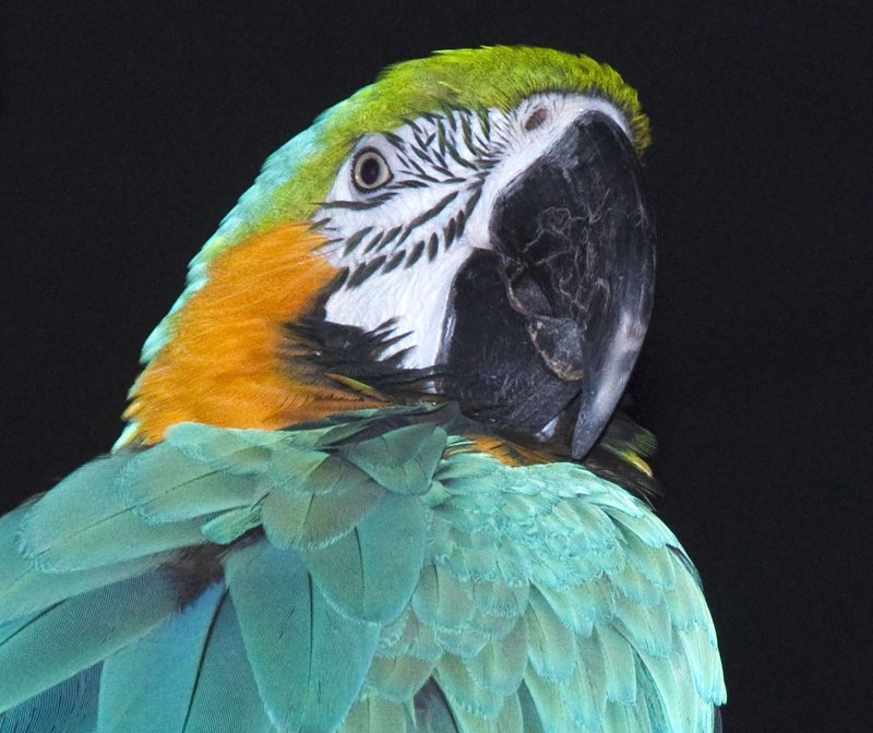 bird1.jpg