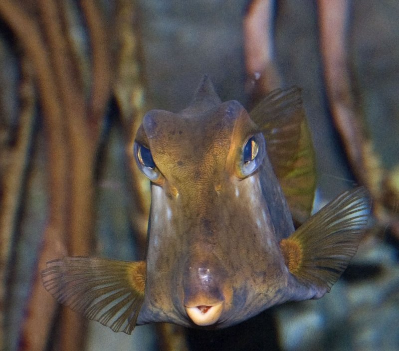 Fish23.jpg