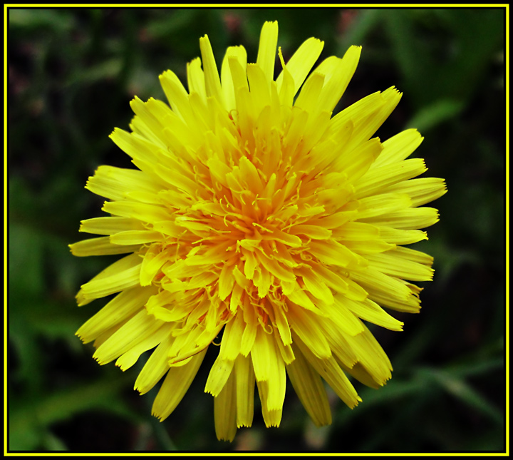 Flower.jpg
