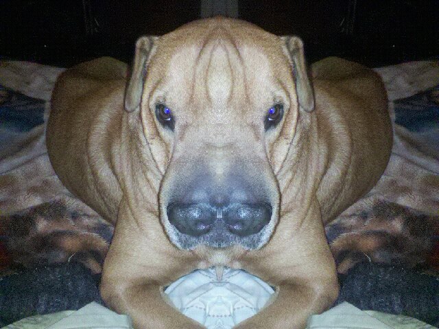 Meatball