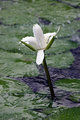 Water lily
