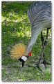 East African Crown Crane 