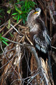 Female Anhinga