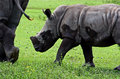Rhino baby
