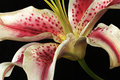 Lily
