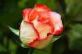 Antique Rose