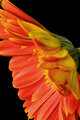 Orange flower - side view