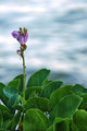 Purple flower
