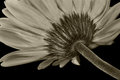 Orange flower - b&w version