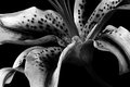 Lily - b&w